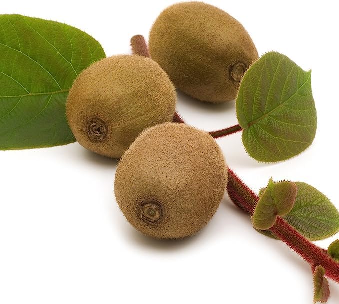 2 Vincent Female Kiwis & 1 Tomuri Male Kiwi (Actinidia chinensis) Bundle by Wellspring Gardens - Thriving Kiwi Plant Pairing - Perfect for Southern Gardens, Pollination Duo
