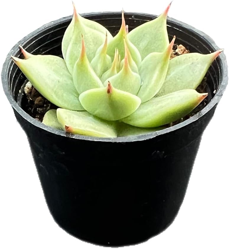 2" Rare Succulent Echeveria 'Toscannelly', Live Succulents Plants Fully Rooted in Grower Pots, Unique Gift for Wedding Favor, Party Favor