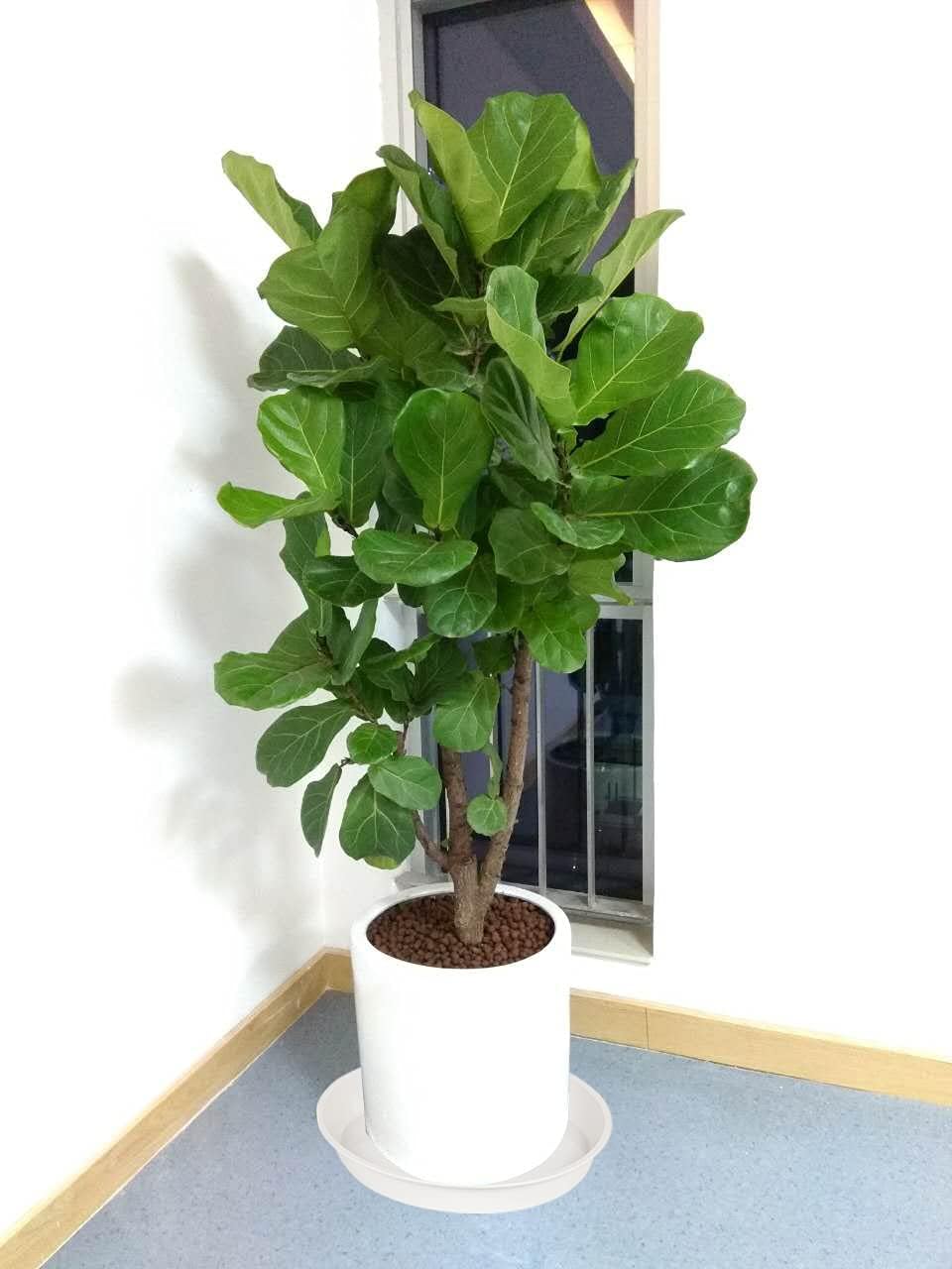 2 Pack of 14 inch Plant Saucers Bird Bath Bowl, Plant Saucer 14" Round, Plastic Plant Tray for Pots, White Planters for Indoor Plants, Plant Trays for Planter 12-15" (14", Creamy White)