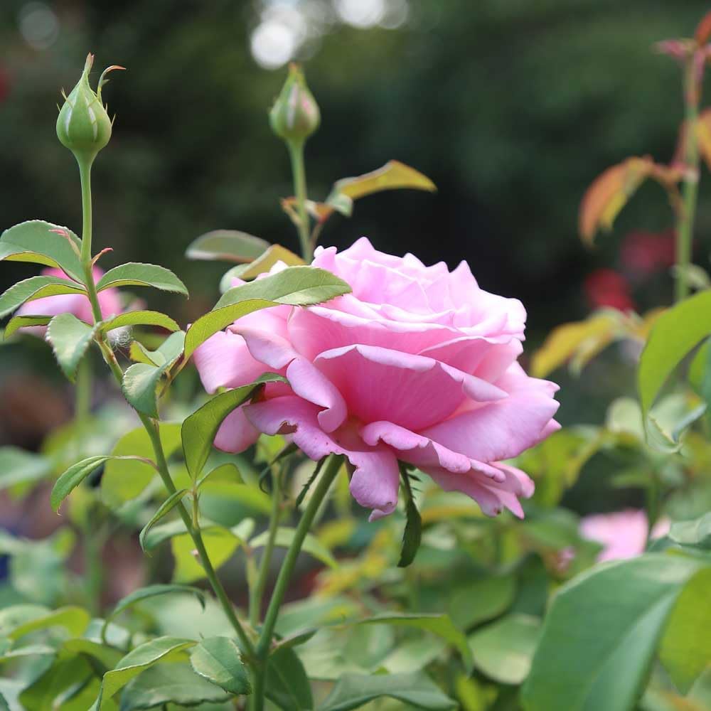 Heirloom Roses Rose Plant - Memorial Day™ Live Hybrid Tea Rose for Outdoor Planting