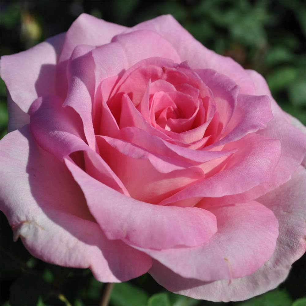 Heirloom Roses Pink Rose Plant - Eleganza® Beverly Hybrid Tea Rose Bush, Fragrant Roses Good for Planting in Pots Or Outdoors