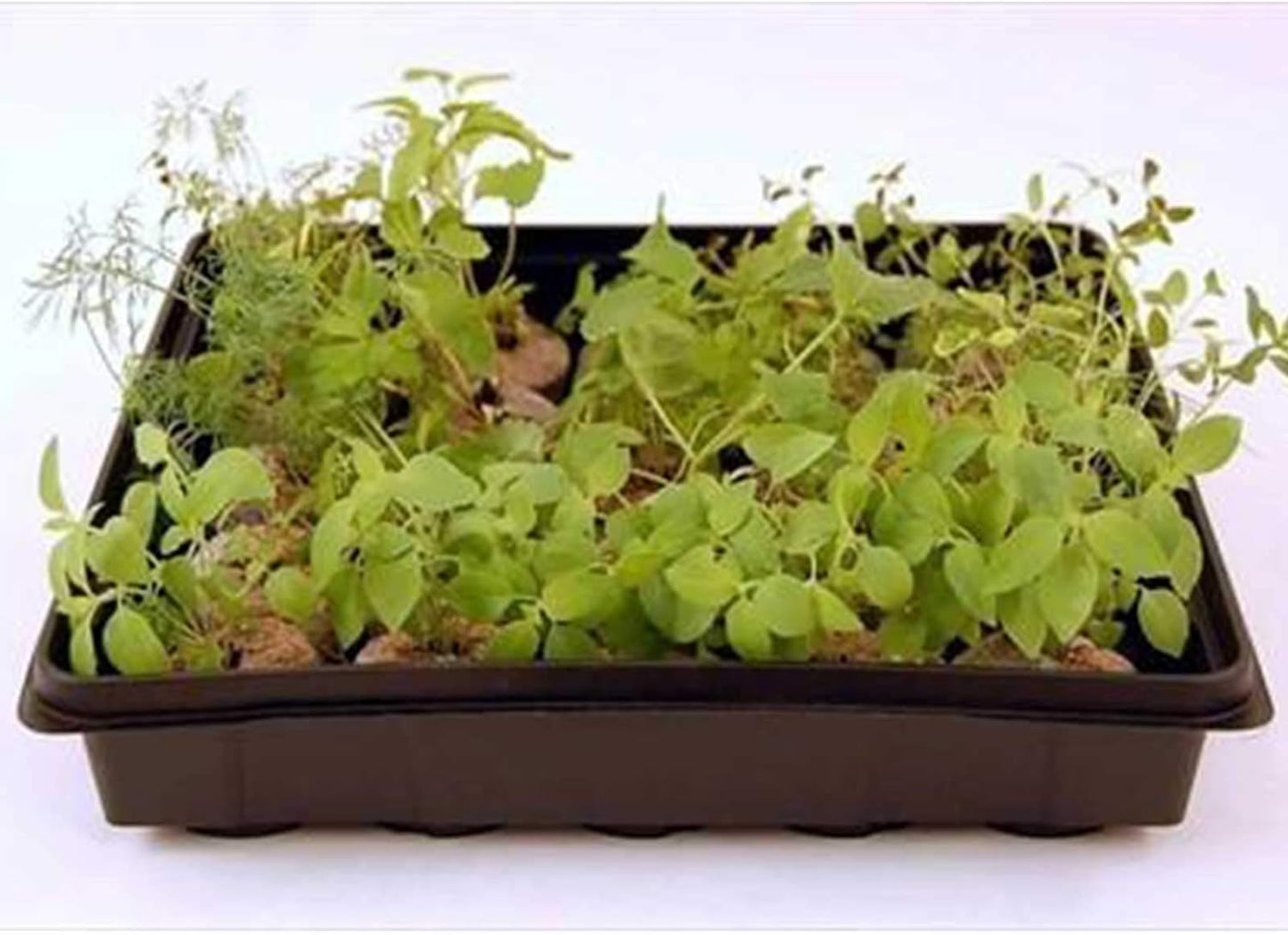 10" x 10" Garden Growing Trays with Drain Holes - 5-pack Recyclable Plastic Plant Trays for Wheatgrass Sprouting Tray, Microgreens Growing Trays, Hydroponic Trays, Nursery Flats, & Greenhouse Supplies