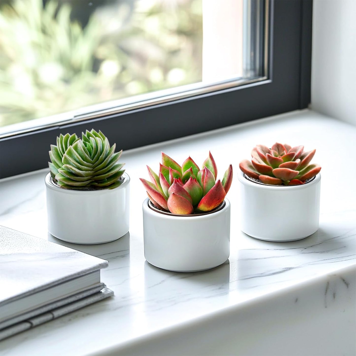 2" Live Succulent 'E. Agavoides Horse', Rare Succulent Plants Fully Rooted in Pots, Unique House Plant for DIY, Party Favor, Home Office Decoration