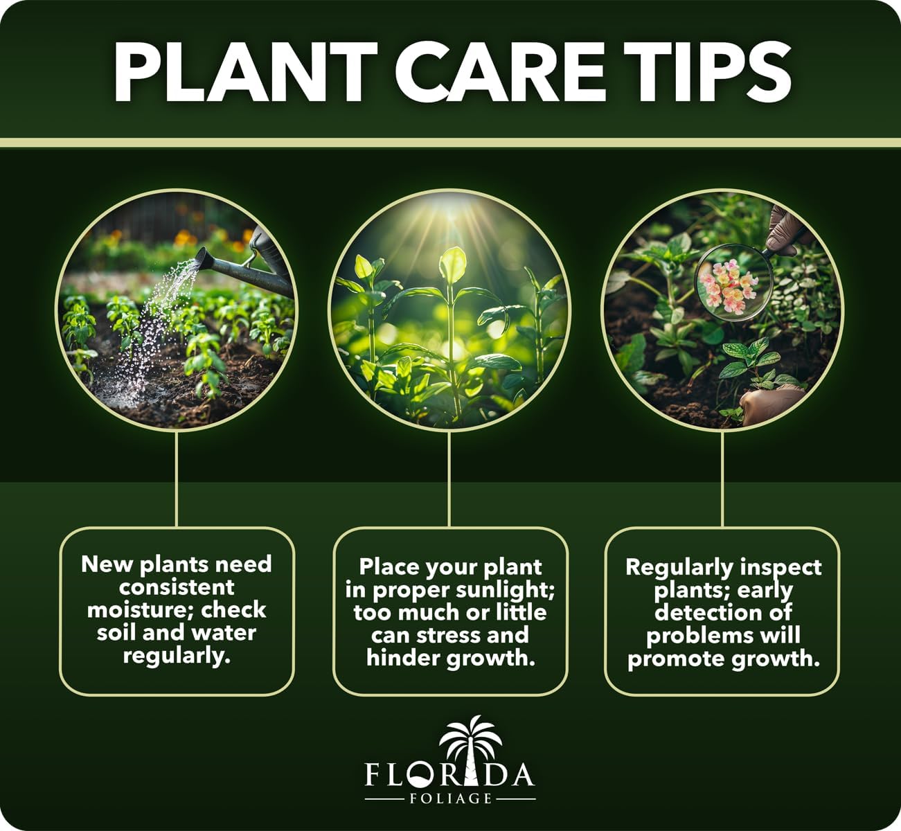 Mondo Grass - 3 Live Plants - Ophiopogon Japonicus - Live Evergreen Groundcover Plants - Shade Loving