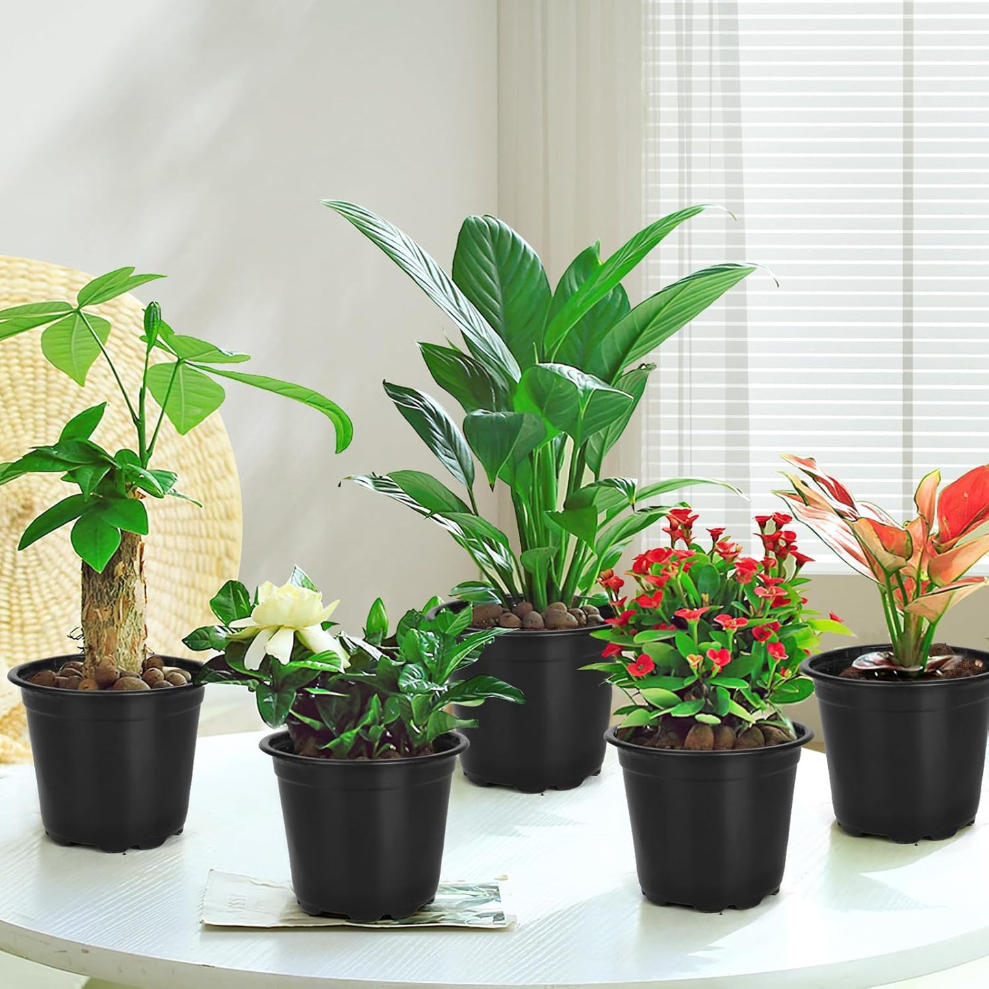 60 Pack 6 Inch Nursery Pots for Plants, Plastic Seeds Starter Pots with Drainage Holes, Small Plastic Plant Nursery Pots for Succulents Seedling Cutting Transplanting (60, 6 Inch)