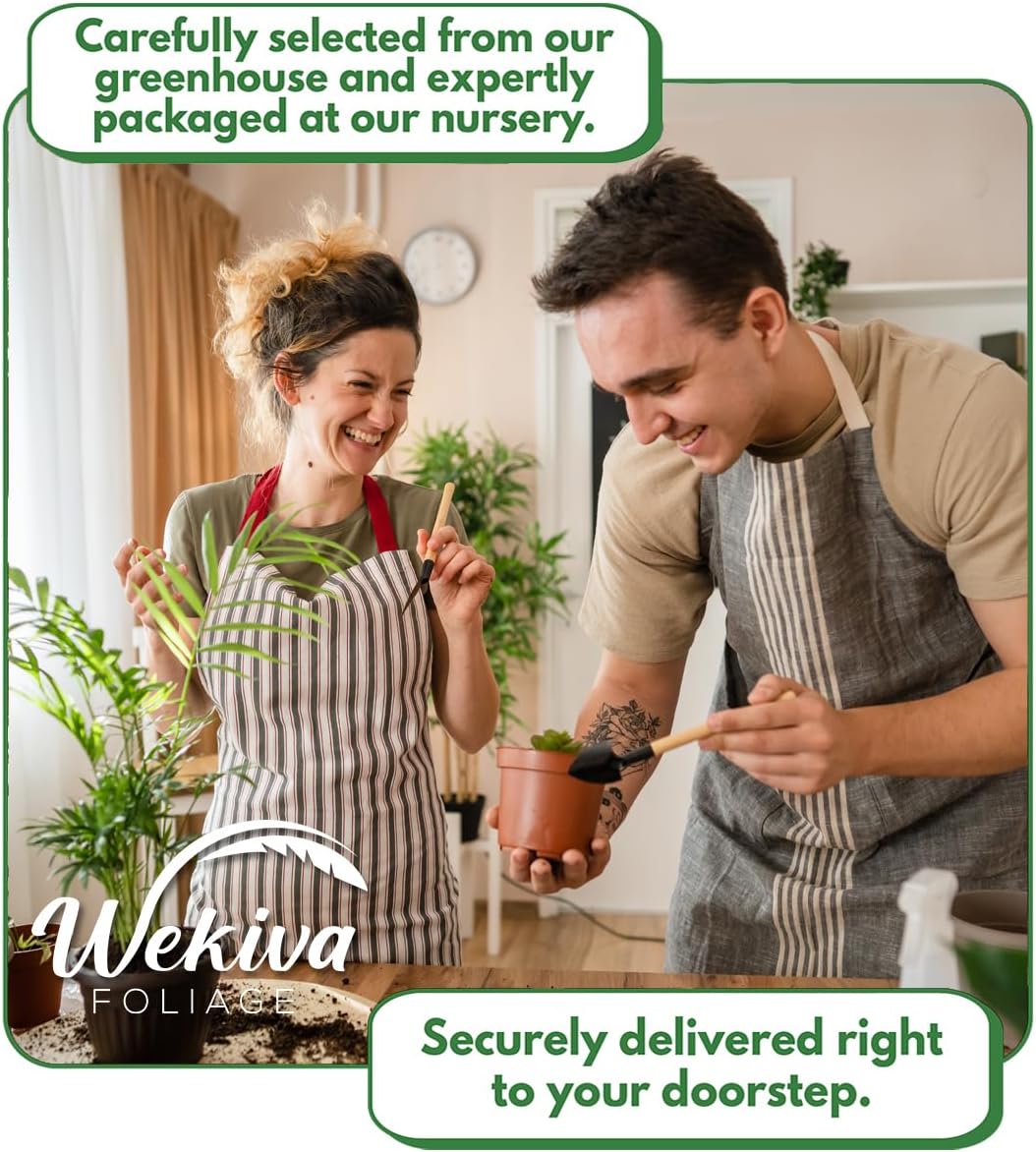 Magnolia Fig Tree - 4 Live Starter Plants - Ficus Carica - Edible Fruit Tree for The Patio and Garden