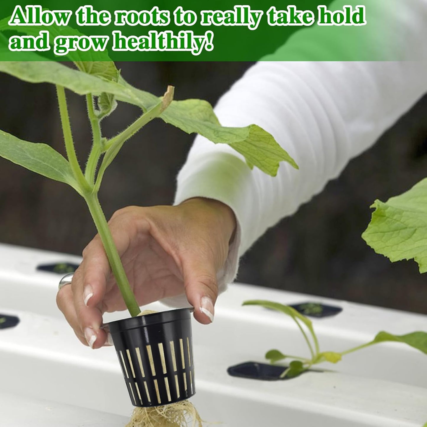 Halatool 144PCS 1.2-Inch Rockwool Cubes with 120PCS 2-Inch Net Cups for Hydroponics Great Hydroponic Kit for Cuttings Clone Plant Propagation Seed Starting & Soilless Cultivation