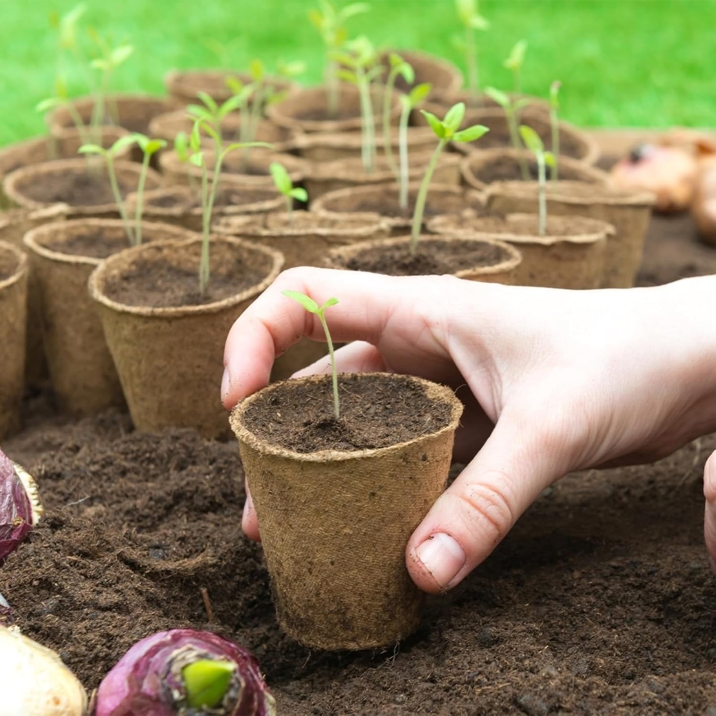 30 Packs Peat Pots, 3.1 Inch Seed Starting Pots Without Drainage Holes, Biodegradable Round Nursery Pot, Starting Seeds of Vegetables, Herbs, and Flowers