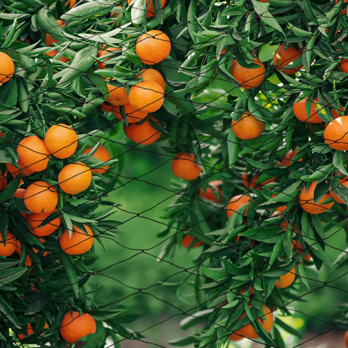 Windyun 1 Pc Bird Netting 50' x 100' Bird Net Chicken Coop 2.4" Mesh Heavy Duty Deer Fence Aviary Net Reusable Fruit Tree Poultry Barrier for Garden Protection Vineyard Against Hawk Squirrel, Black