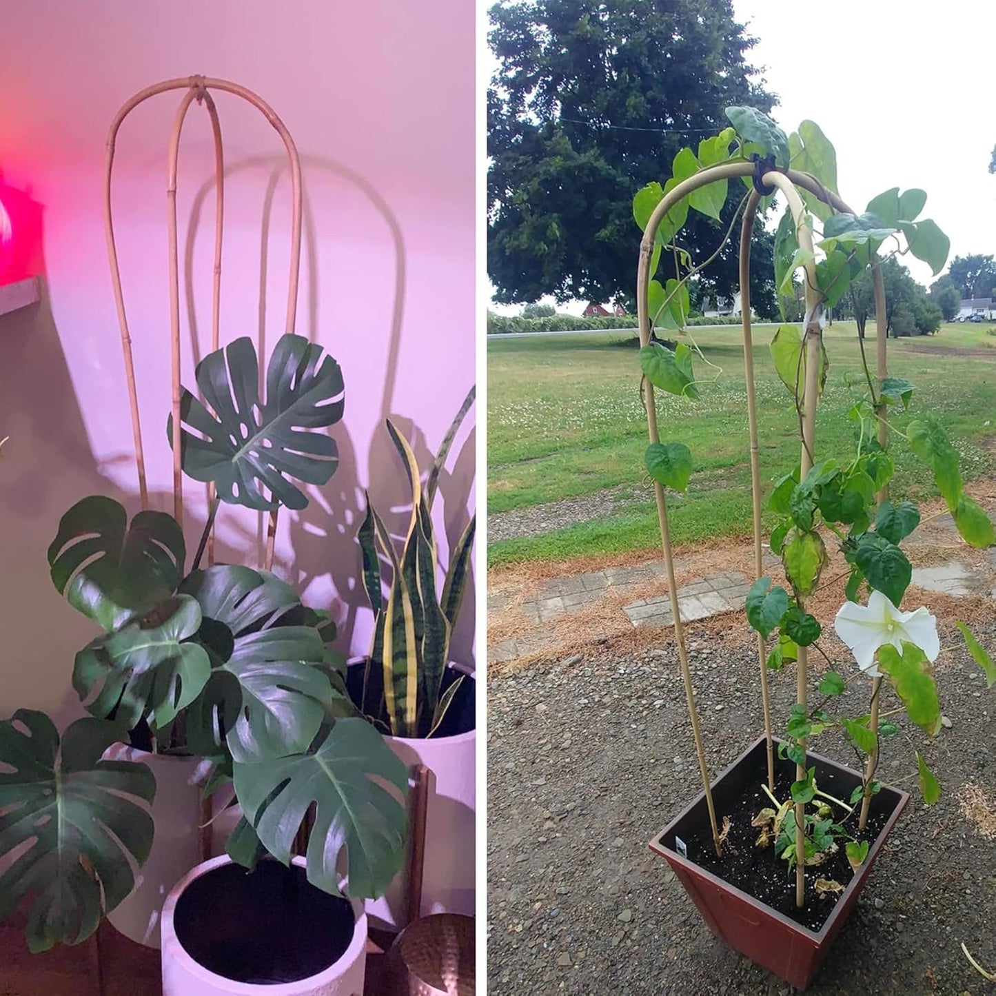 Avalution 10 Pcs Natural U-Hoops Bamboo Garden Trellis, 4 Ft Bamboo Trellis U-Shape Plant Support for Climbing Plants Indoor and Outdoor Use