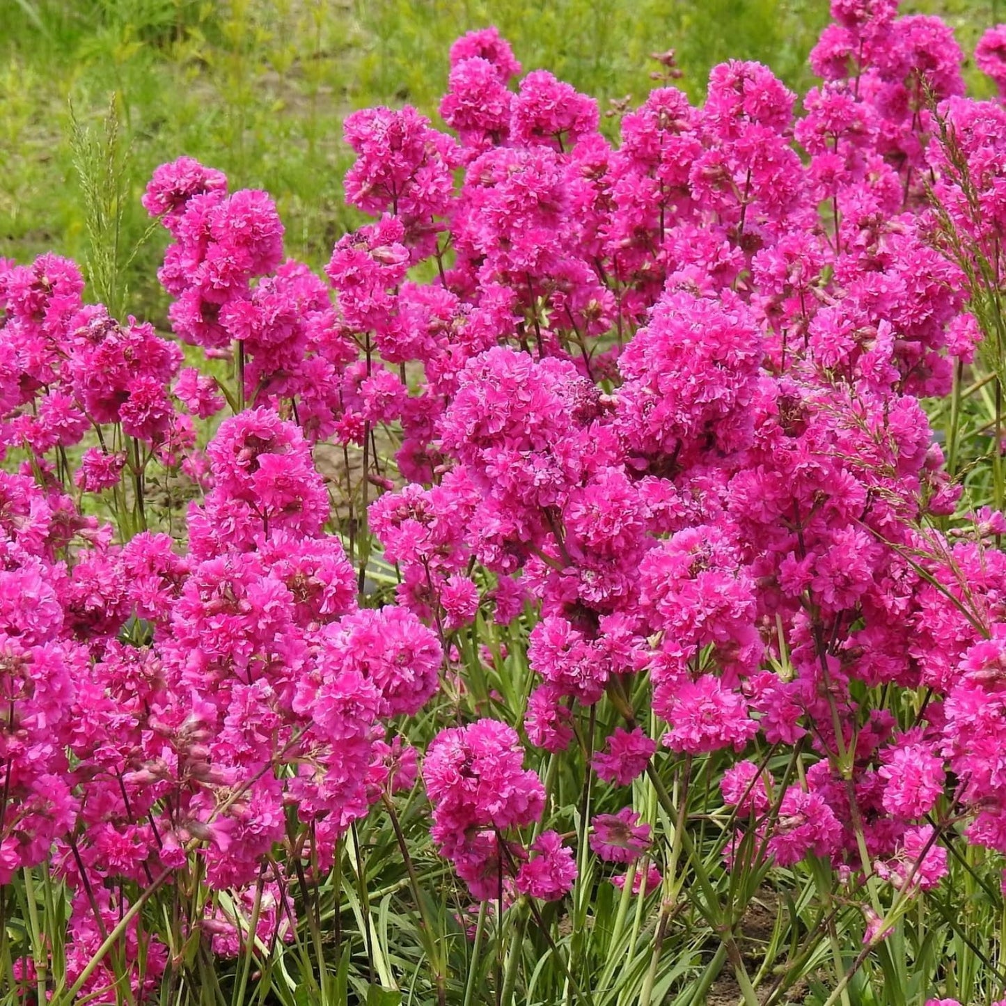 1000 Seeds Lychnis Rosett Pink Flower Seeds for Planting Perennial Lychnis Rosett Seeds Heirloom Non-GMO Seeds