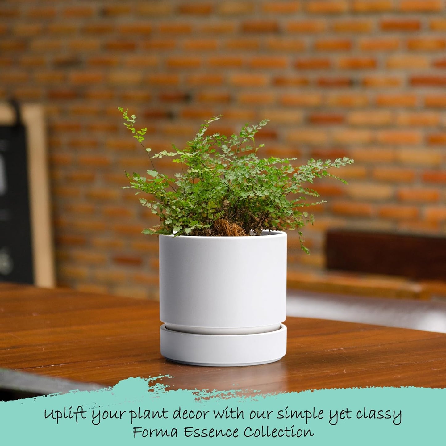 Phoenix Vine 4 Inch Planter Pot with Drainage Hole & Saucer, Deep Water Catch Tray, Straight Cylindrical Round Pot for Plants, Matte White, Pack of 1, 23-B-R-1