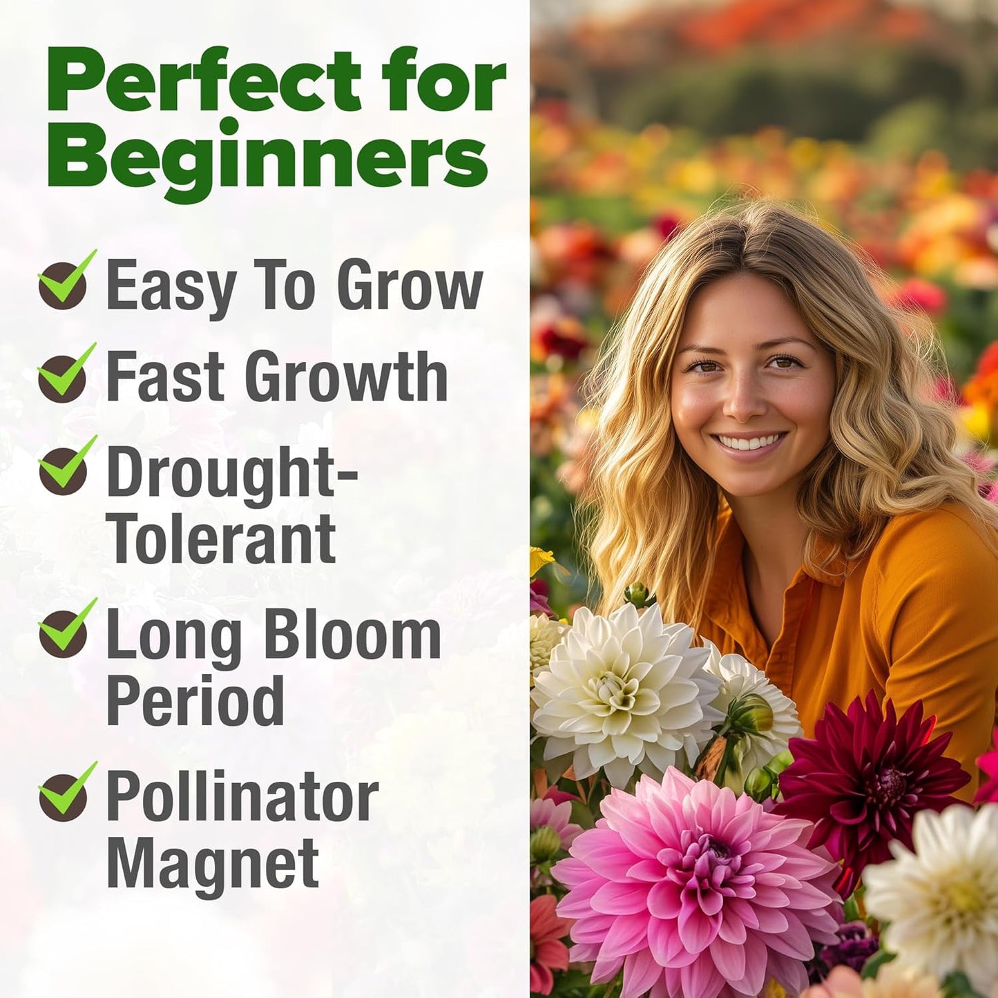 HOME GROWN π¨π¦π π£π₯ππ ππ¨π Zinnia Dahlia Seeds Pack for 2025 β 524 π‘π’π‘-ππ π’ Flower Seeds | Vibrant Zinnia Elegans for Pollinator Gardens, Borders & Containers | Easy-to-Grow Outdoor Blooms