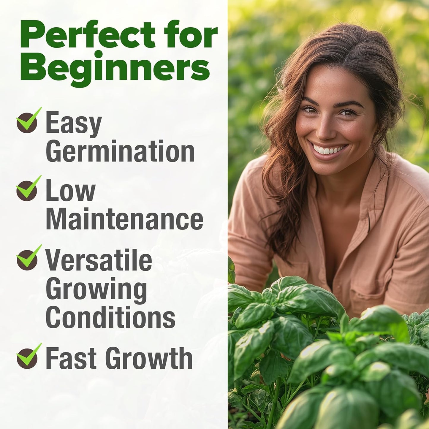 HOME GROWN π¨π¦π π£π₯ππ ππ¨π Italian Basil Seeds Bulk Pack 1,424 Sweet Large Leaf Basil Seeds for Planting π‘π’π‘-ππ π’ and Heirloom Herb Seeds for Planting Indoors or Outdoors (Ocimum basilicum)