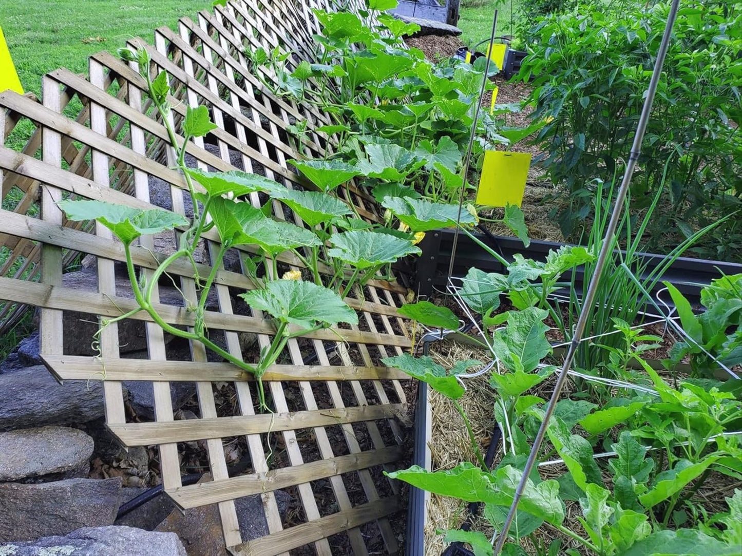 Faicuk Yellow Dual-Sided Sticky Fly Traps for Plant Insect Like Aphids, Fungus Gnats, Leaf Miners and White Flies (30 Pack)