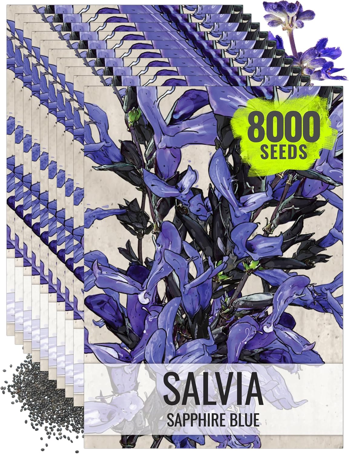 Seed Needs Sapphire Blue Sage Seeds for Planting - Heirloom & Open Pollinated Salvia - Grow a Butterfly Garden with Perennial Flowering Plants (10 Packs)