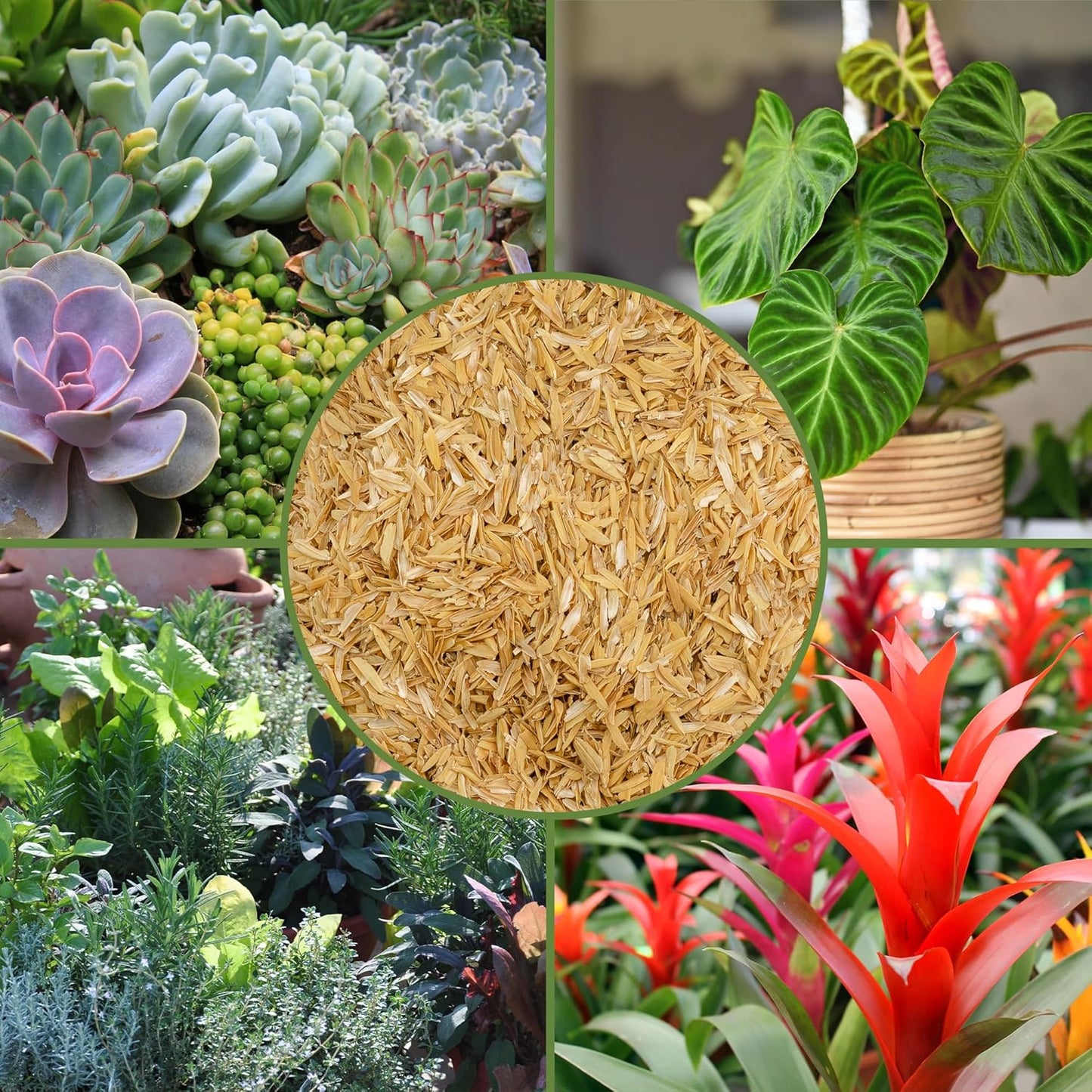 Horticultural Grade Rice Hulls (4 Quarts); All Natural Organic for House Plants and Chicken Bedding