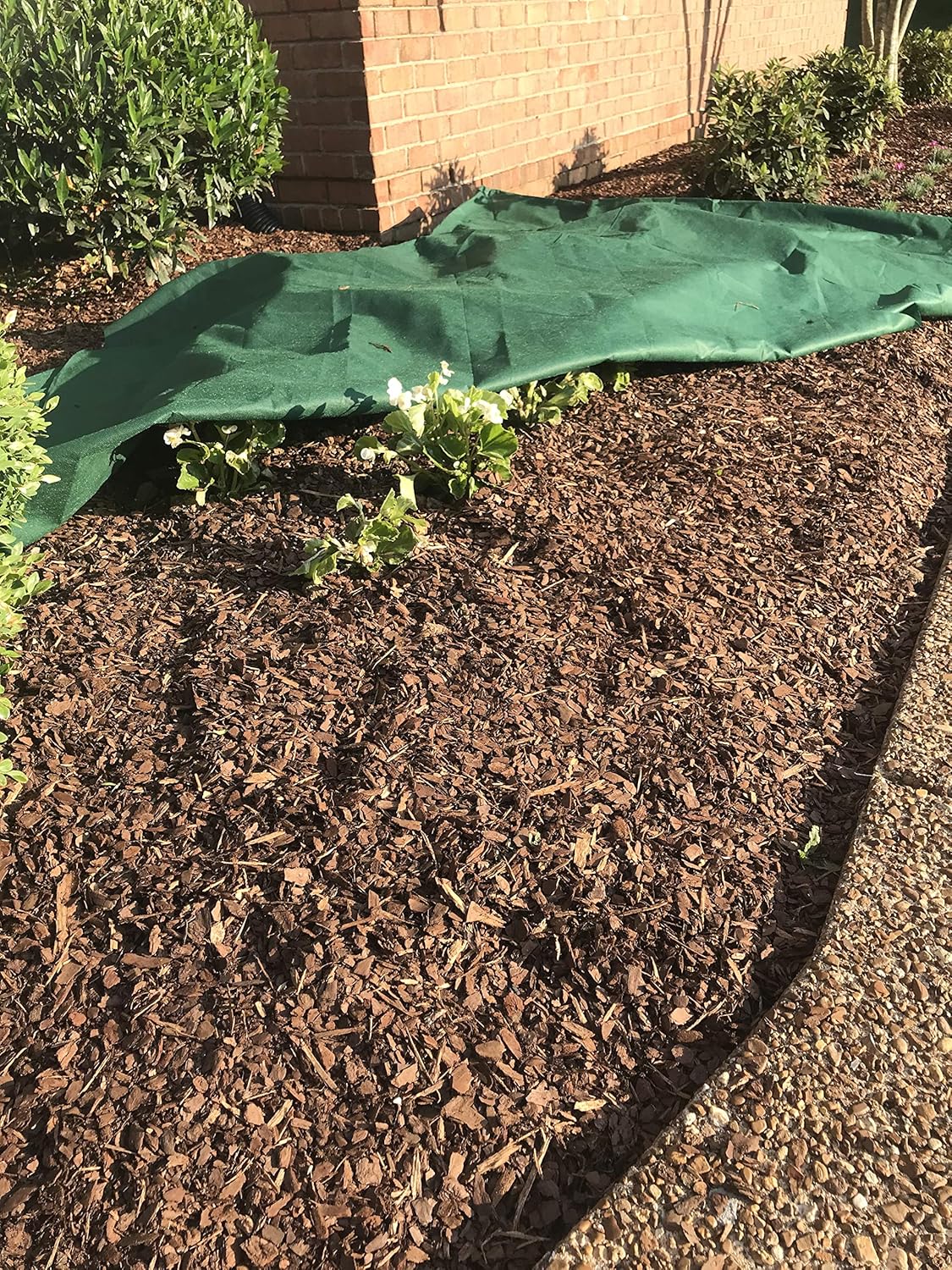 Frost Armor Blanket 10.5' Foot X 12' Foot (Frost Protection for Plants)