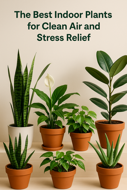 The Best Indoor Plants for Clean Air and Stress Relief