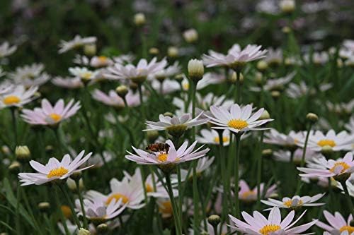 Greenwood Nursery: Live Perennial Plants - Shasta Daisy Becky + Leucanthemum Superbum - [Qty: 5X 3.5 Pots] - (Click for Other Available Plants/Quantities)