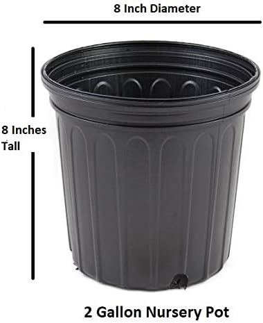 Fudingzhu Fragrant Tea Olive - Live Plant - 2 Gallon Pot