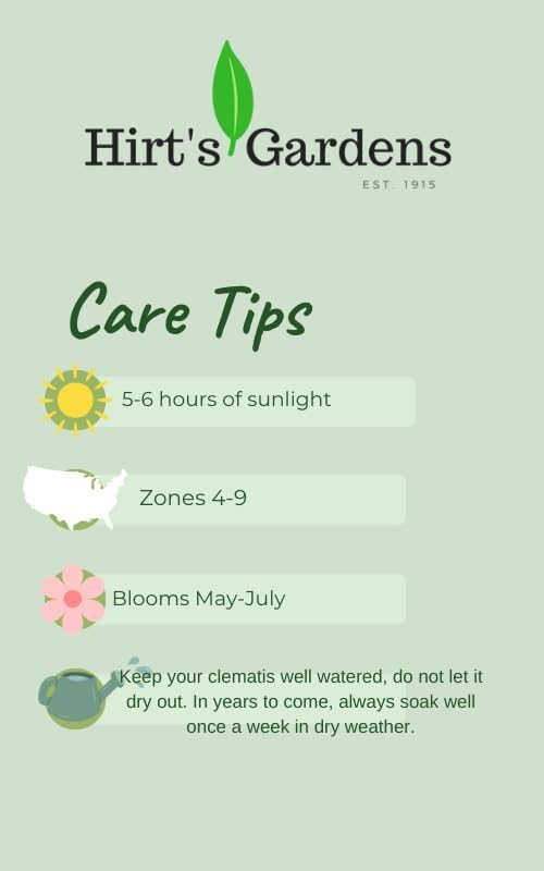 Indian Summer Trumpet Vine Plant - Campsis - 2.5" Pot