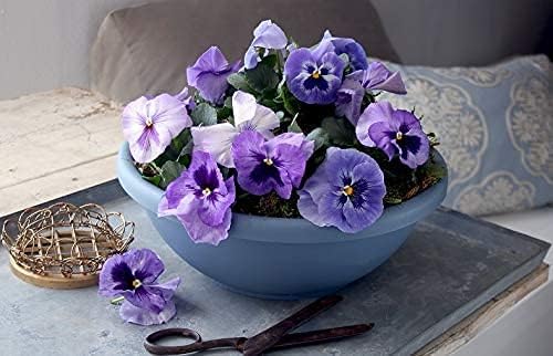 The HC Companies 15.5 Inch Garden Bowl Planter - Shallow Plant Pot with Drainage Plug for Indoor Outdoor Flowers, Herbs, Chocolate