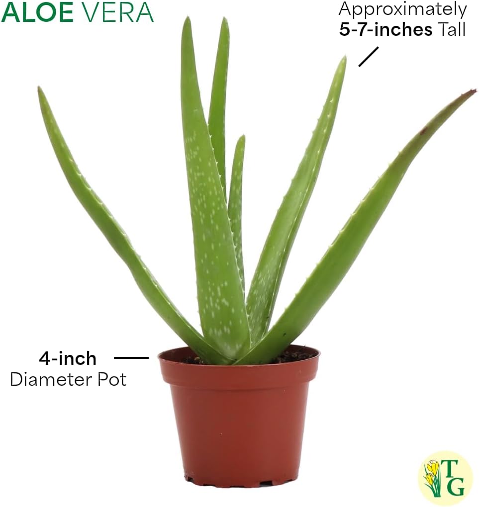 Thorsen's Greenhouse Aloe Vera, Live Indoor Plant, Aloe barbadensis, Easy to Grow, Succulent, Natural Air Purifier, 4" Diameter Pot (Copper)