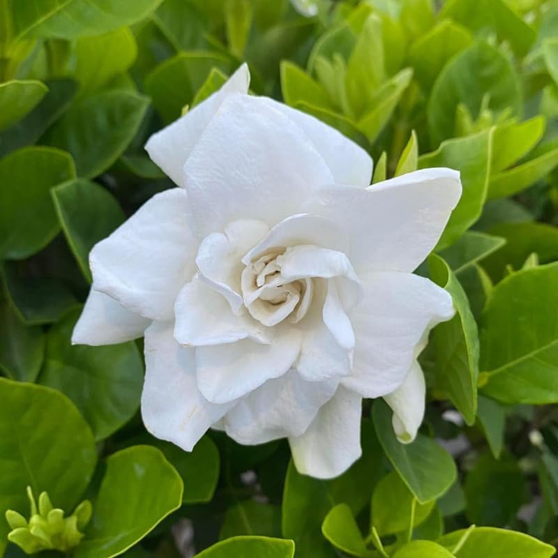 2 Carolina Jasmine Plants Live, Climbing Jasmine Indoor Outdoor Live, Fragrant, 5-9" in Tall, No Pot, Hardy and Fast-Growing