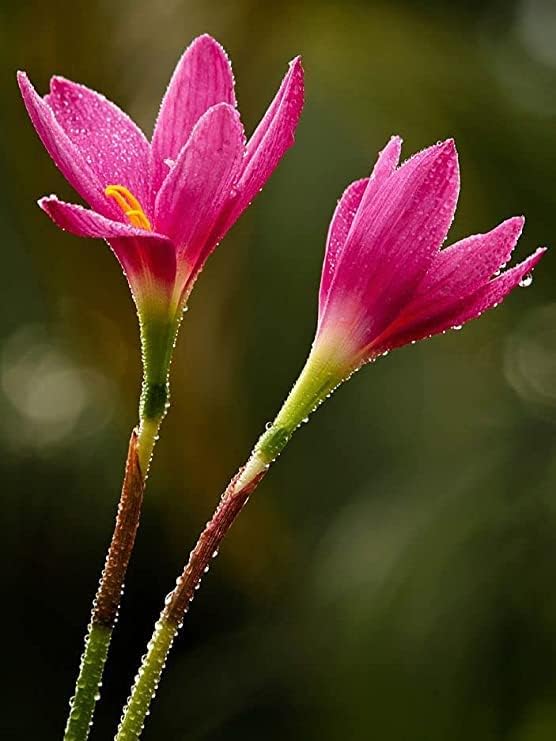 (12) Pink Rain Lily Flower Plants - Zephyranthes Grandiflora Outdoor Flower Bulbs | Beautiful Rain Lily