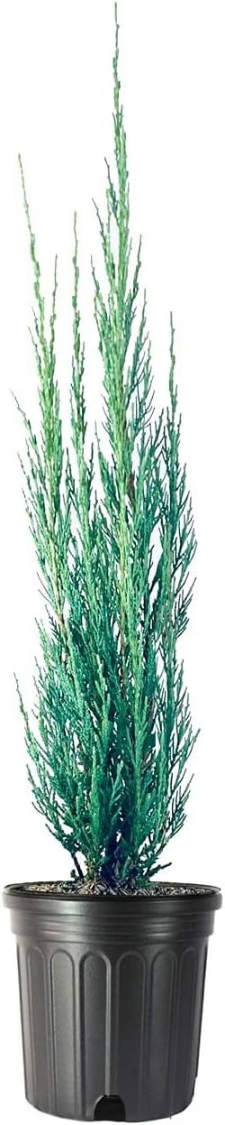 Skyrocket Juniper | 2 Large Gallon Size Plants | Juniperus Scopulorum | Evergreen Privacy Screen, Fast Growing Landscape Tree, Low Maintenance Garden, Ornamental Foliage, Drought Tolerant Plant
