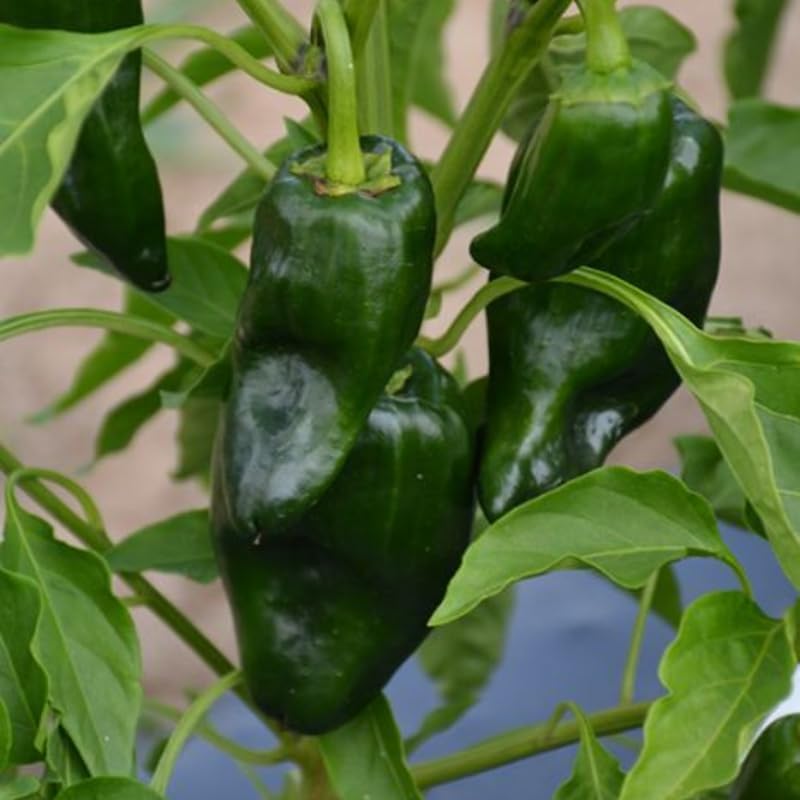 Green Jalapeno Pepper Plant Live in 2.5 Inch Pot for Planting Outdoor