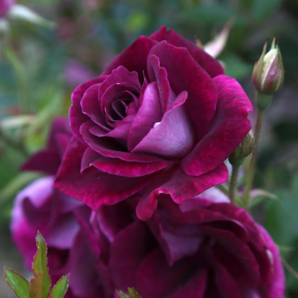 Heirloom Roses Rose Plant - Burgundy Iceberg™ Purple Rose Bush, Shrub Live Plant for Planting Outdoors