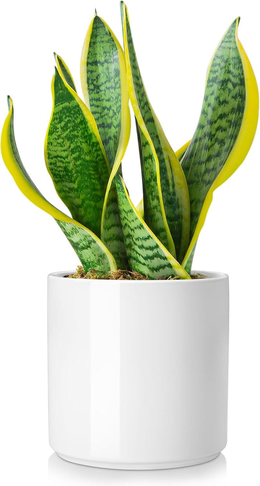 vancasso Ceramic Plant Pots, 6 Inch Planter Pot with Drainage Hole, Flower Pots for Indoor Outdoor Plants, White