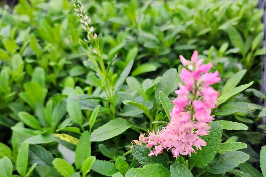 Greenwood Nursery: Live Perennial Plants - 'Red Fox' Spiked Speedwell + Veronica Spicata - [Qty: 2X Pint Pots] - (Click for Other Available Plants/Quantities)