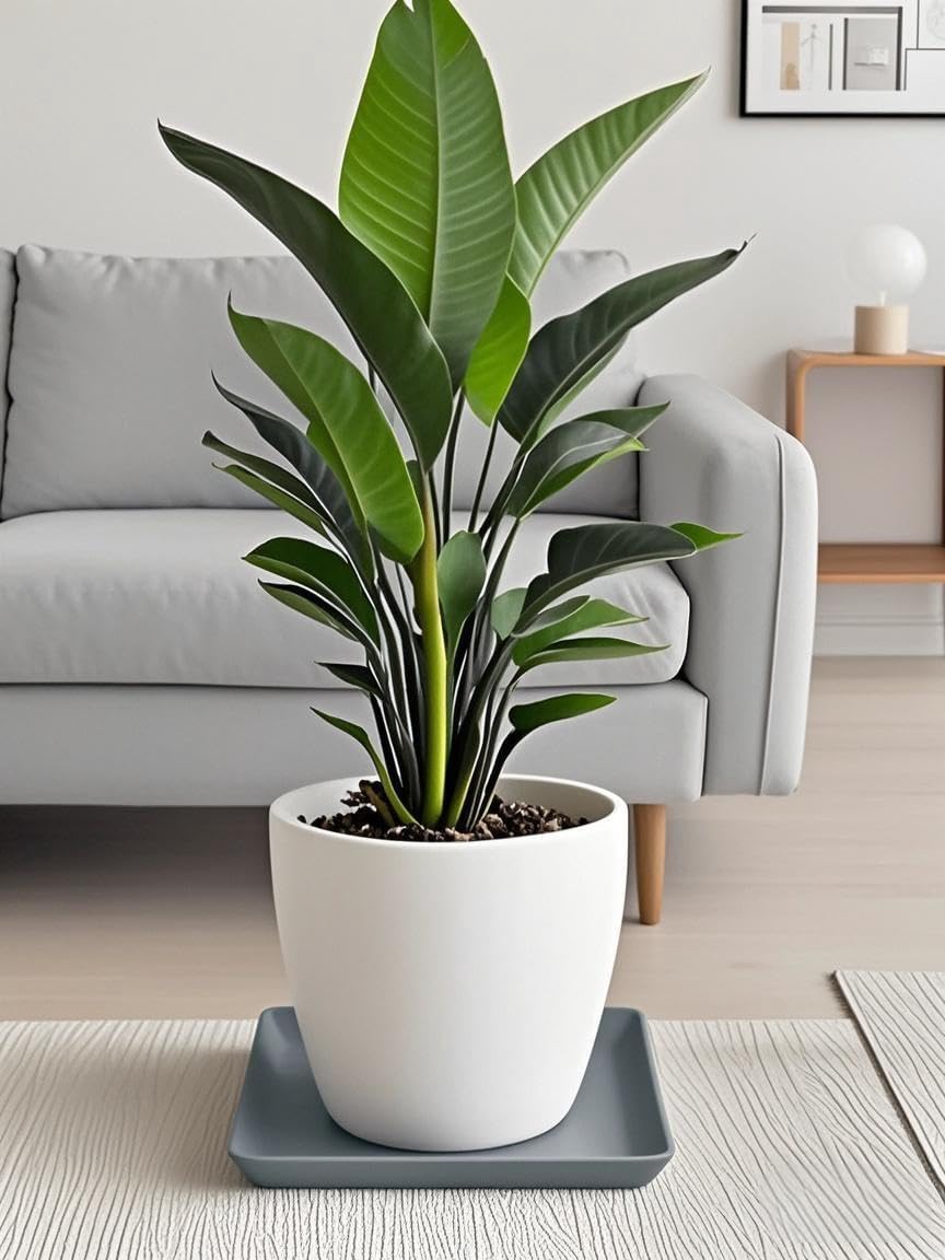 Square Plant Saucer 14 Inch 1 Pack，Plant Trays for Pots, Gray Ceramic Plant Saucers for Indoors Outdoors, Plant Drip Tray 4 6 8 10 12 14 Inch