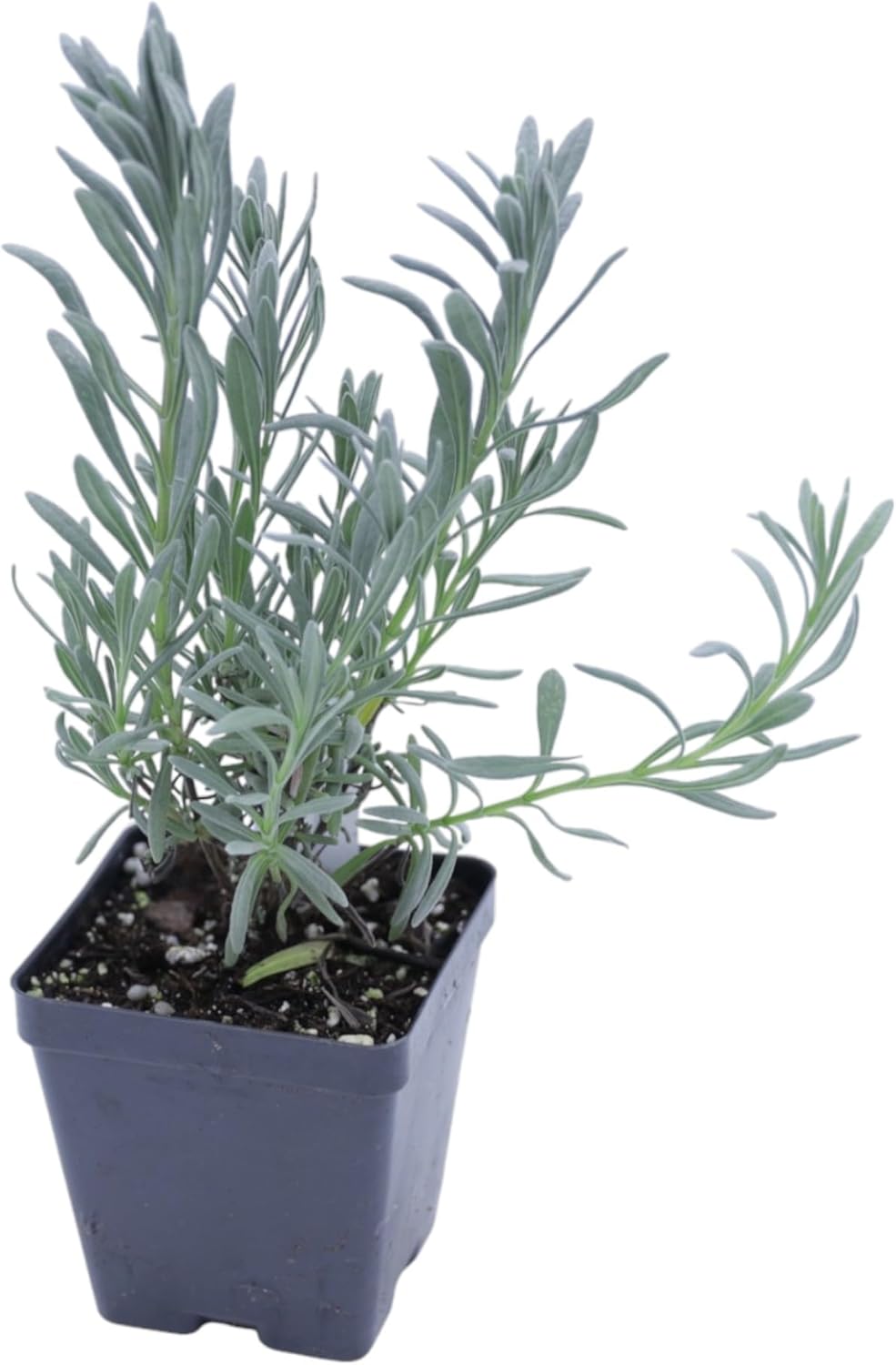 Greenwood Nursery: Live Perennial Plants - Phenomenal Lavender + Lavandula x Intermedia - [Qty: 2X Pint Pots] - (Click for Other Available Plants/Quantities)