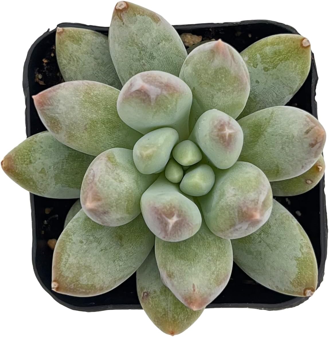 2" Rare Succulent x Pachyveria 'Angel's Finger', Live Succulents Plants Fully Rooted in Grower Pots, Unique Gift for Wedding Favor, Party Favor