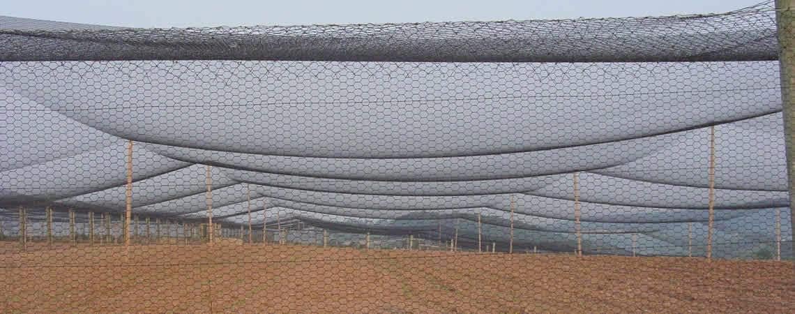 Poultry Netting 1" or 2" Mesh Heavy Knotted Nets Aviary Gamefowl Quail Chicken Bird Block Net Long Lasting Break/Burst 85/245 lb Polyethylene 8-10 Year Lifespan (50' X 150', 2)