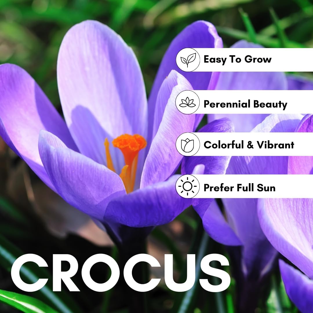 Colorful Crocus Blend Bulbs for Planting - Stunning Early Spring Blooms (50 Bulbs)