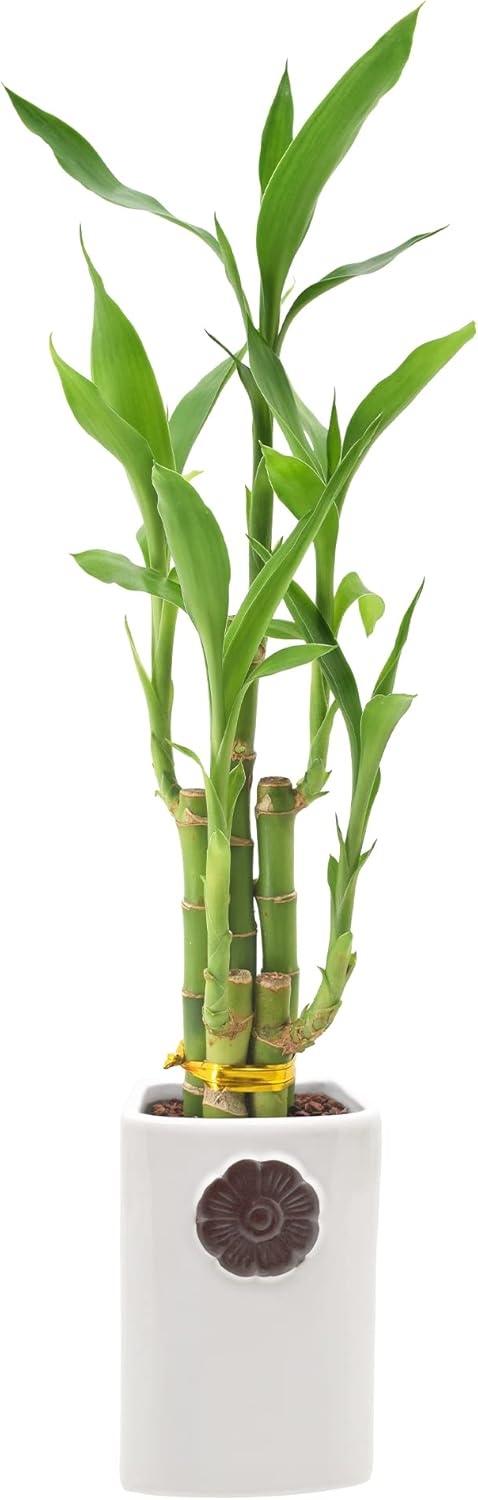 5-Stem Lucky Bamboo, Live Indoor Plant in Contour II Ceramic Planter for Home, Work, or Gift, White ***Cannot Ship to Hawaii***