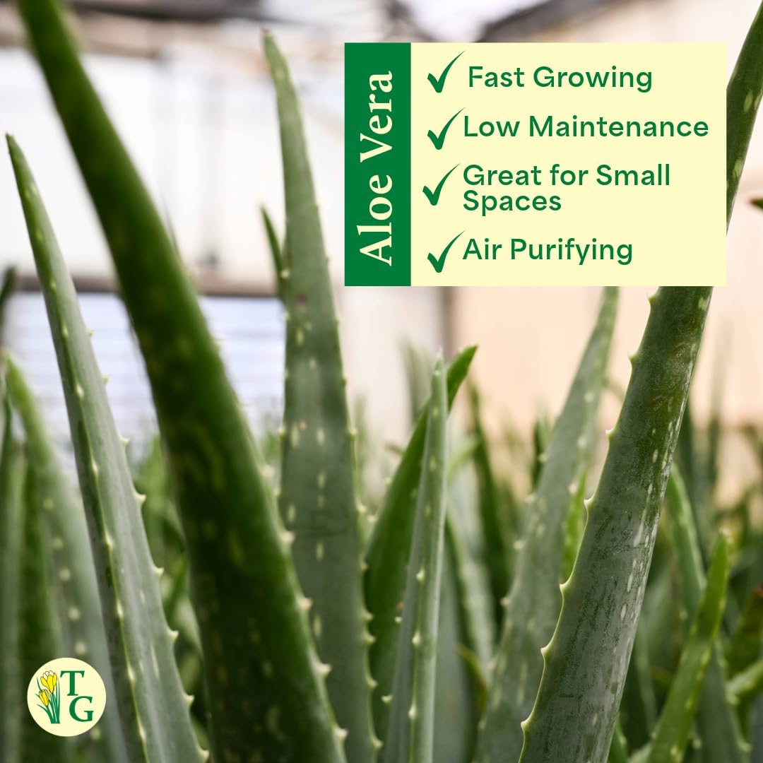 Thorsen's Greenhouse Aloe Vera, Live Indoor Plant, Aloe barbadensis, Easy to Grow, Succulent, Natural Air Purifier, 4" Diameter Pot (Lavender)