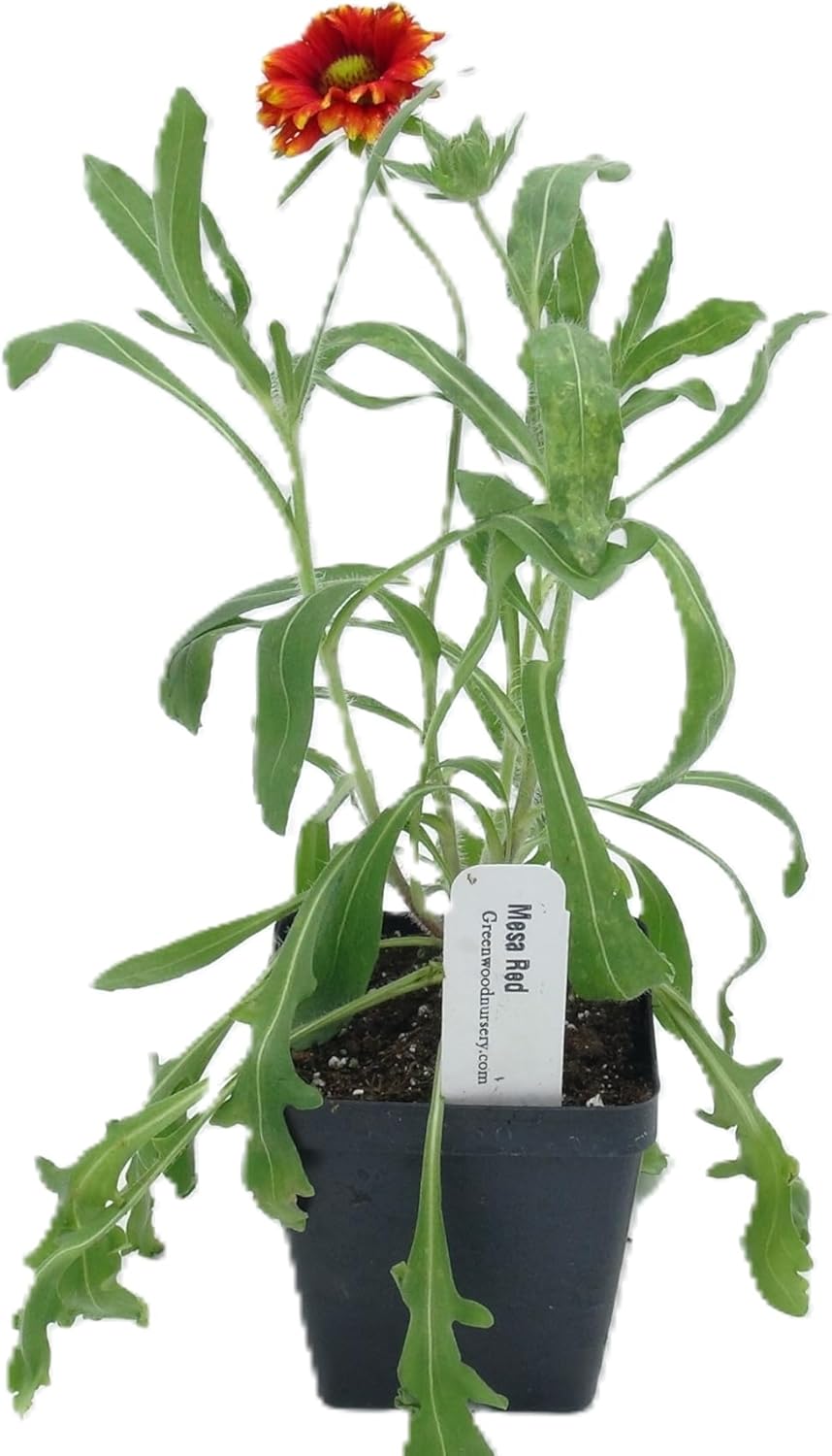 Greenwood Nursery: Live Perennial Plants - 'Mesa Red' + Gaillardia x Grandiflora - [Qty: 2X Pint Pots] - (Click for Other Available Plants/Quantities)