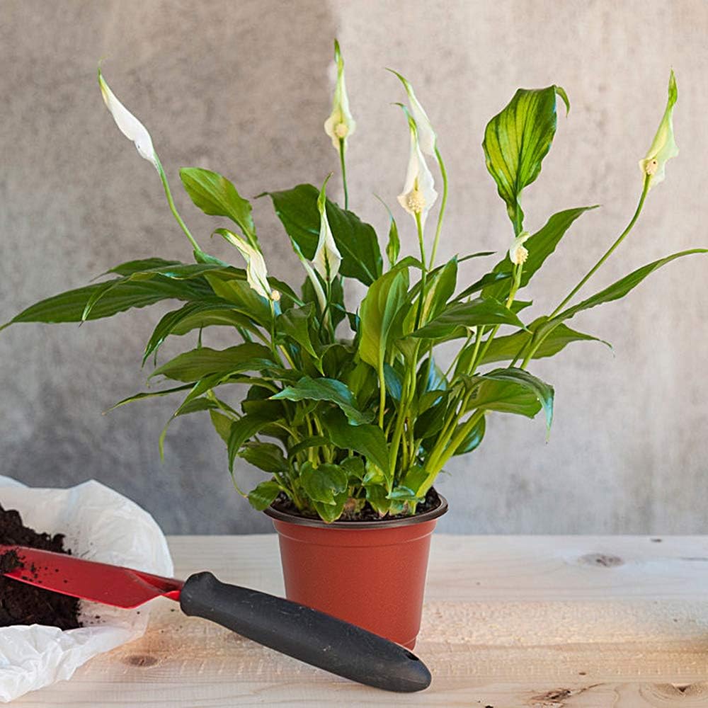 JERIA 100-Pack 6 Inch Plastic Nursery Pots Come with 100 Pcs Labels, Seedling Flower Plant Container and Seed Starting Pots