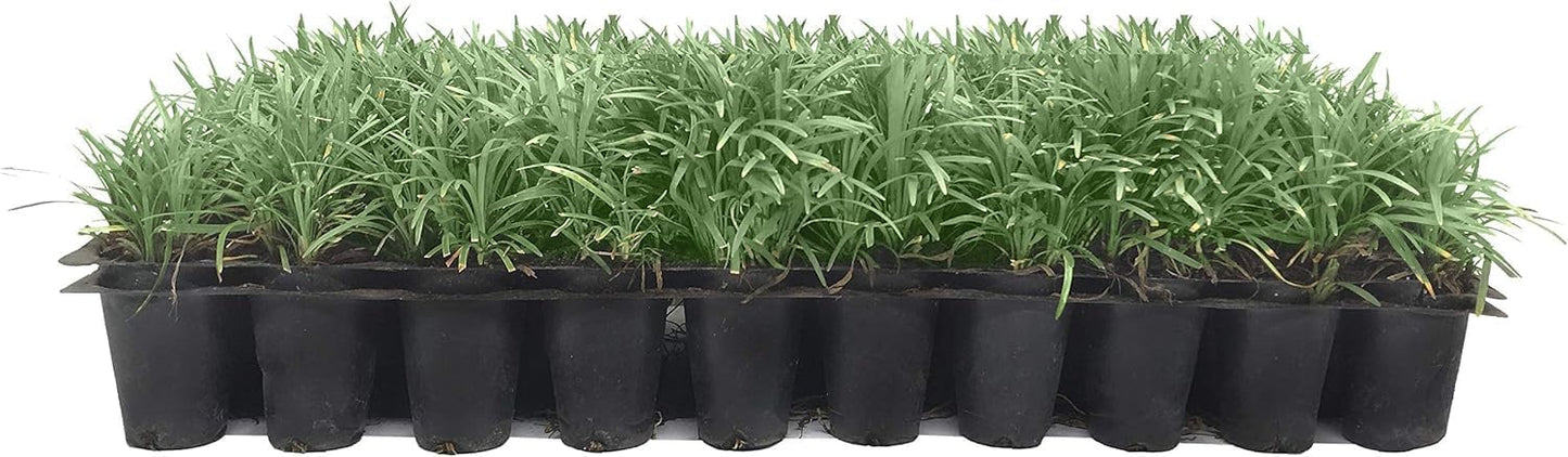 Dwarf Mondo Grass | 20 Live Plants | Japonicus Nanus | Shade Loving Evergreen Lilyturf Groundcover