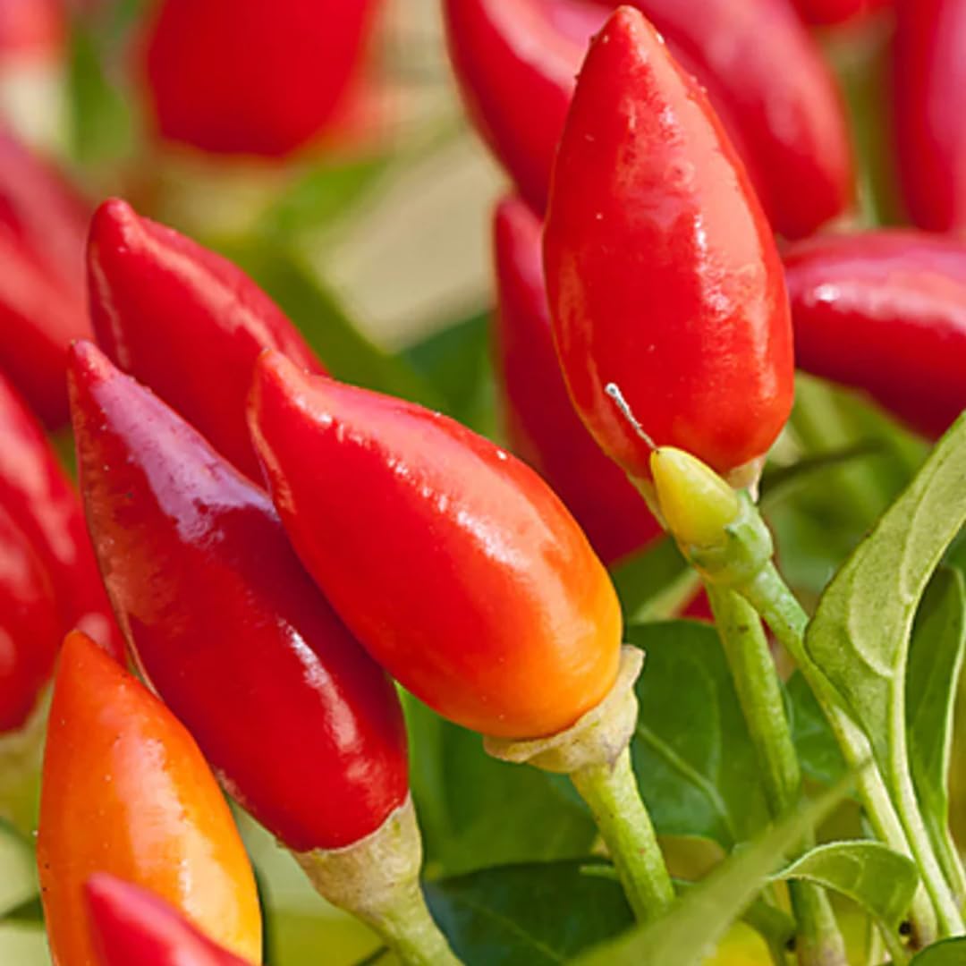 2 Pequin Hot Pepper Plants Live in 2.5 Inch Pot for Planting Outdoor, 2 Plants in 1 Pot