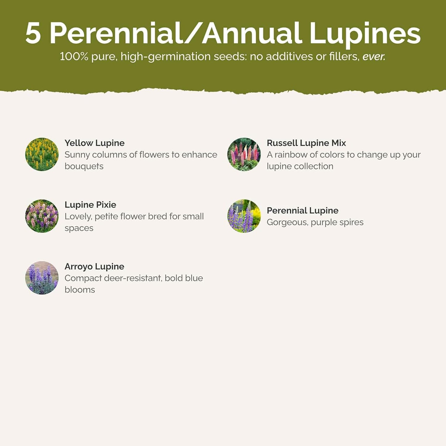 Eden Brothers Lupine Flower Mixed Seeds for Planting, 5 lb, 2,400,000+ Seeds with Russell, Arroyo, Yellow, Sky Lupine | Attracts Pollinators, Plant in Spring or Fall, Zones 3, 4, 5, 6, 7, 8, 9, 10