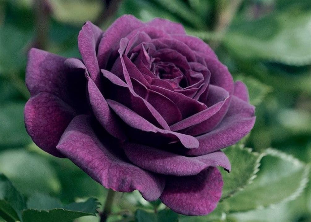 100pcs Pink Climbing Rose Vine Seeds - Amazing Growth and Beautiful Roses - Perennial Heirloom Non-GMO Outdoor