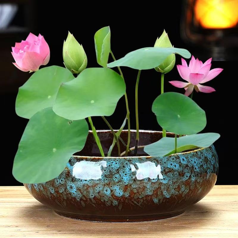 Lotus Bowl Planter, Lotus Bowls for Planting in Water Indoors, Ceramic Planters for Indoor Plants, Thickened Round Planter, for Succulent Plants Leak-Proof Design (Dark Blue)