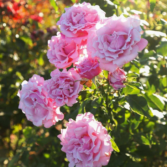 Heirloom Roses Rose Plant - Memorial Day™ Live Hybrid Tea Rose for Outdoor Planting